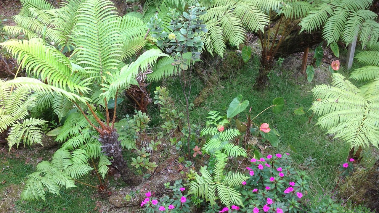 Photo of Outdoor in Volcano