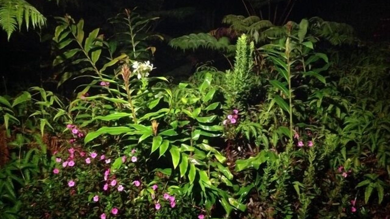 Photo of Outdoor in Volcano