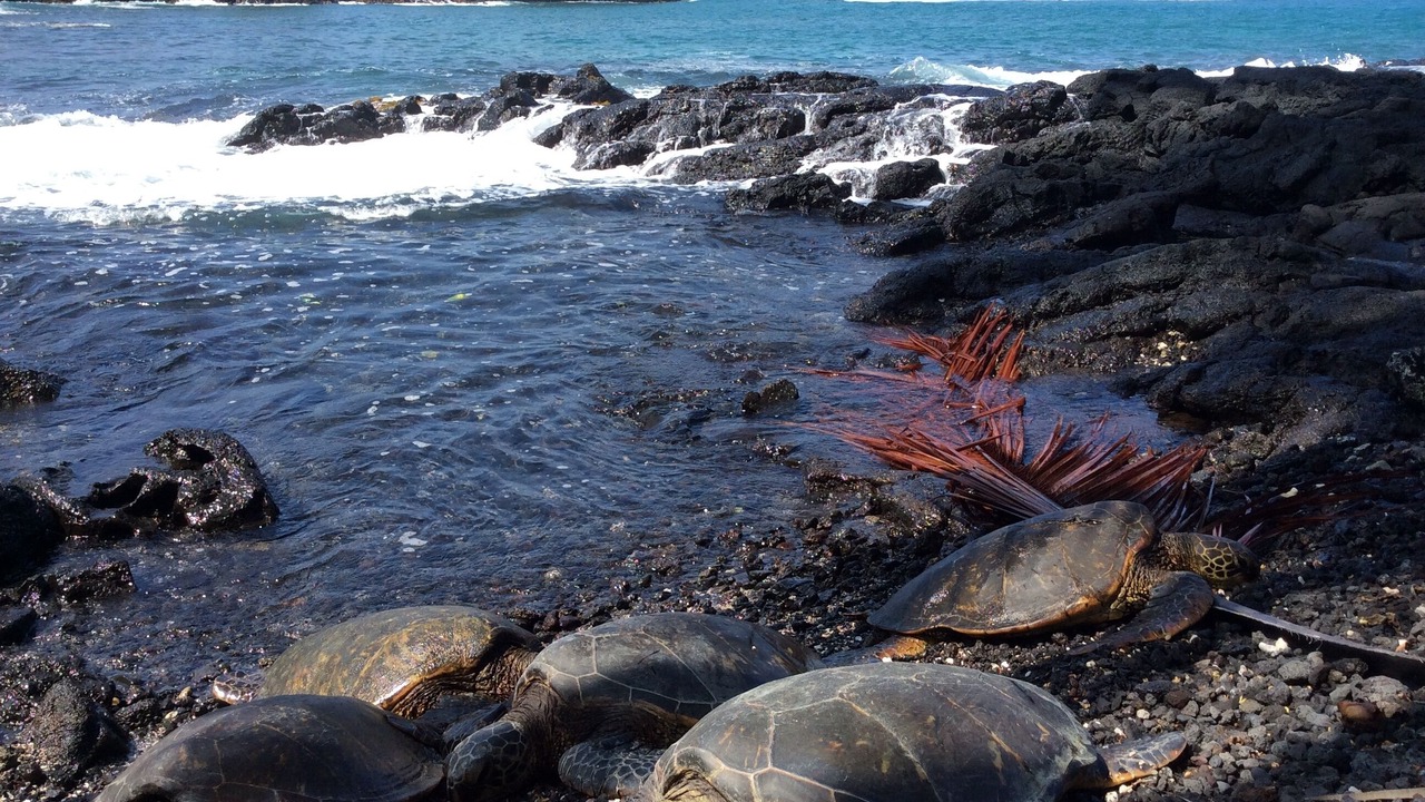 Photo of Others in Kailua-Kona
