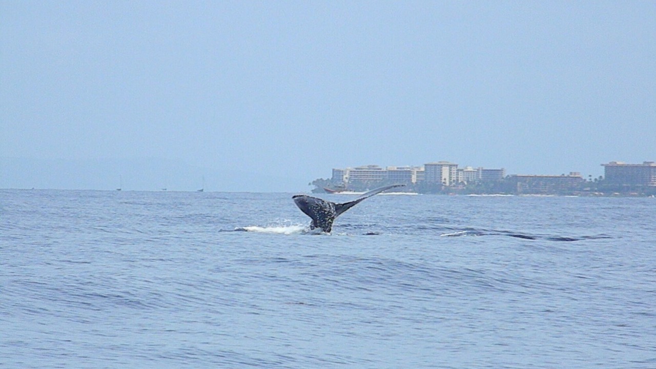 Photo of Others in Kahana