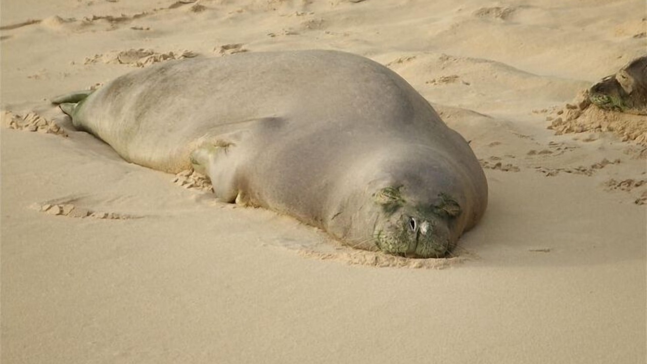 Photo of Others in Hauula