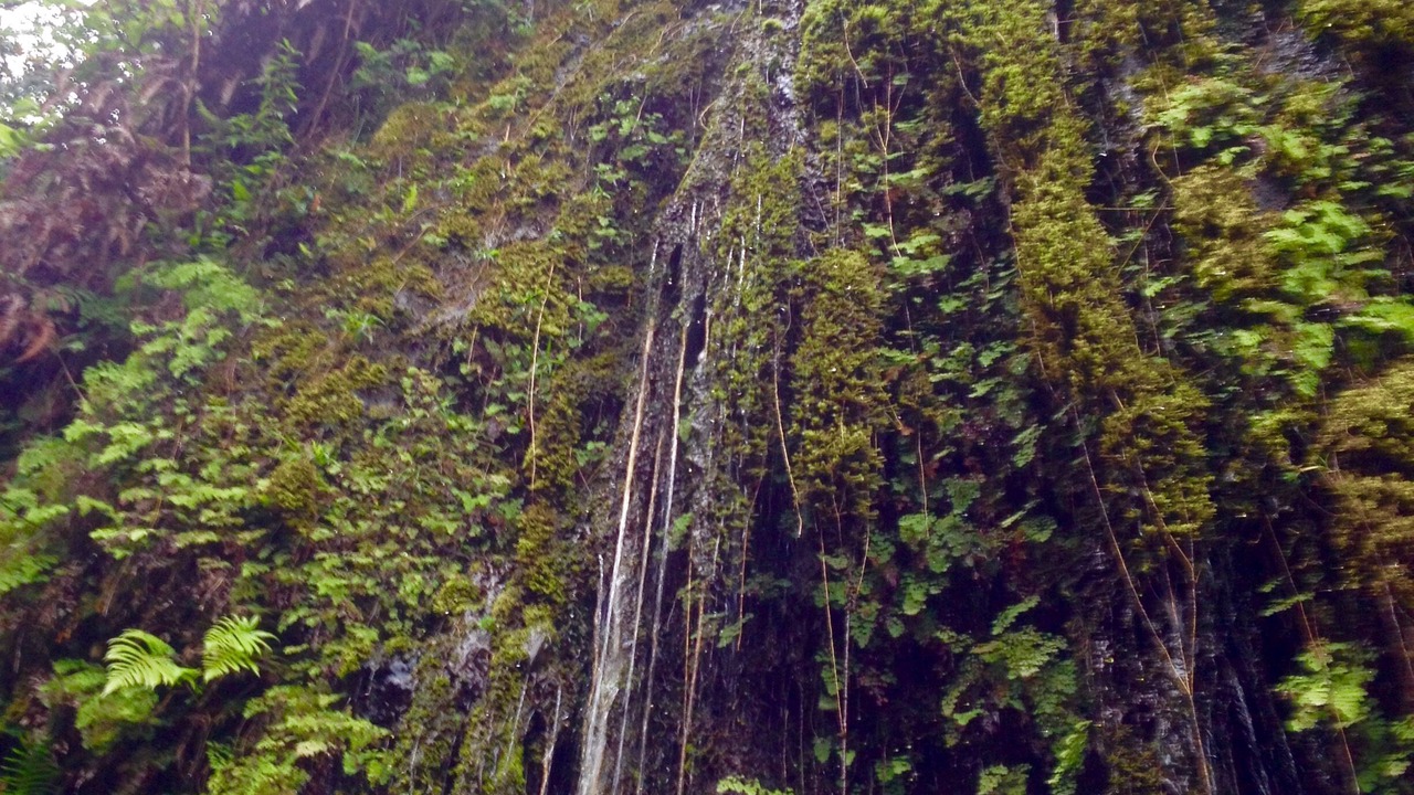 Photo of Outdoor in Hana