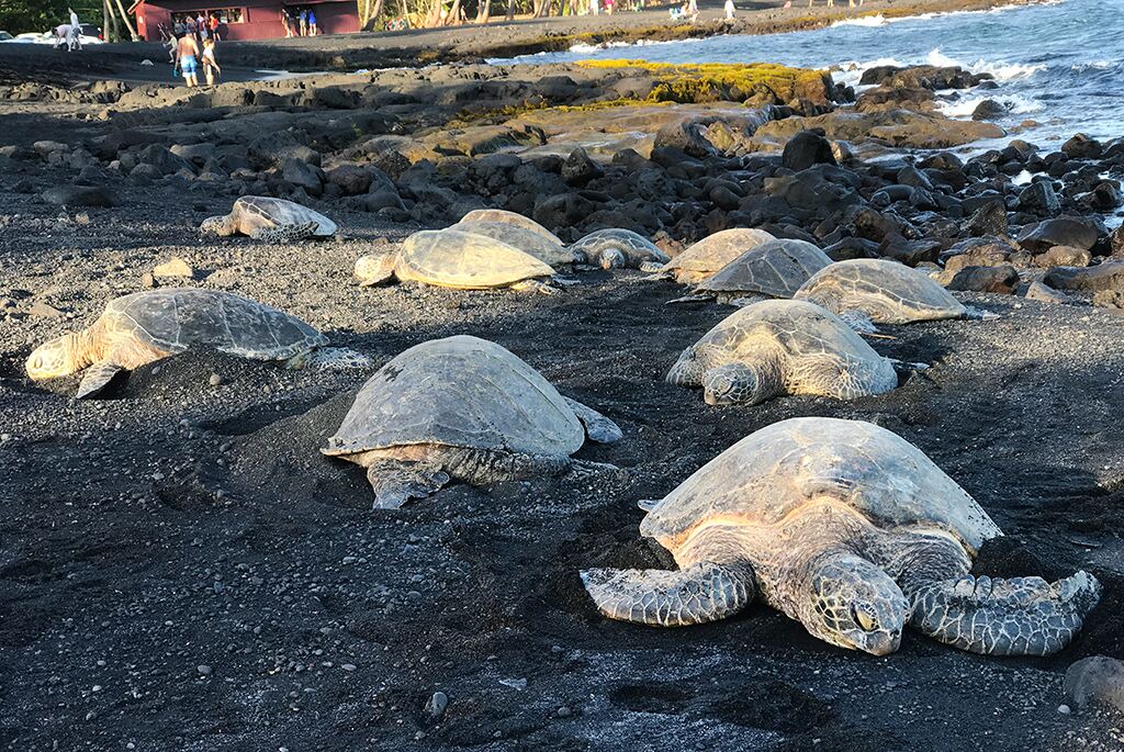 Photo of Others in Naalehu