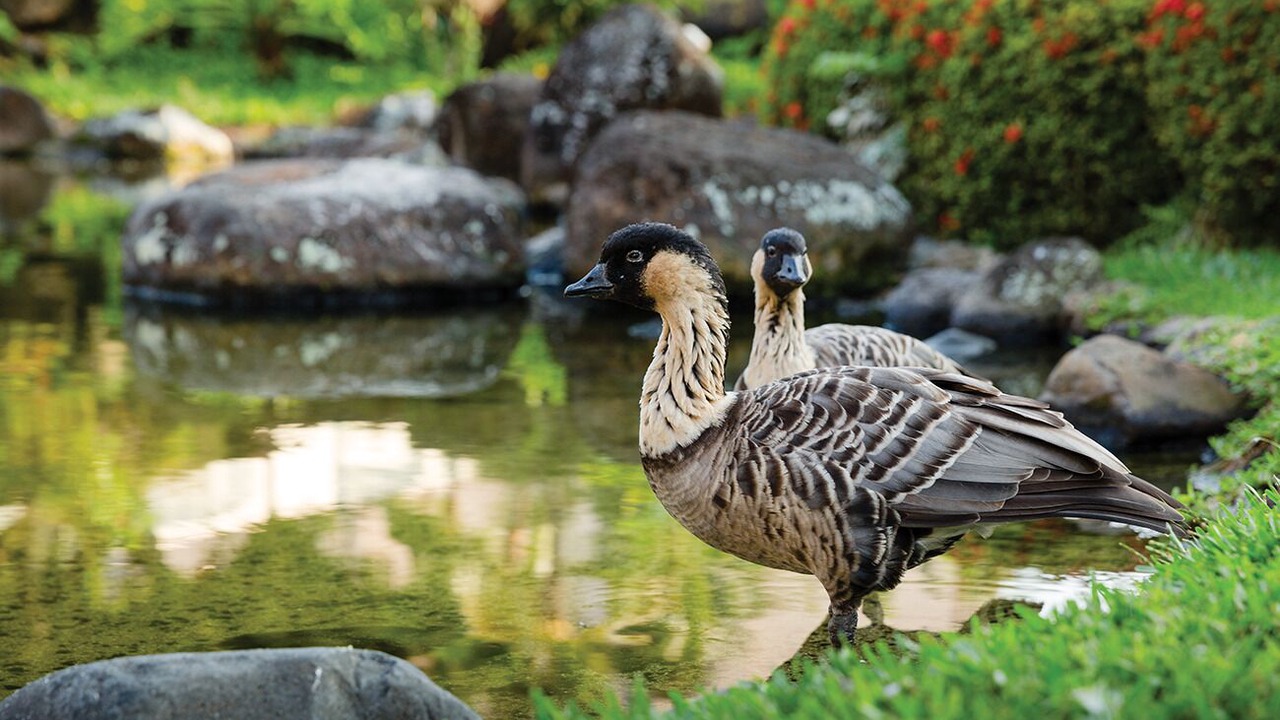Photo of Others in Lihue