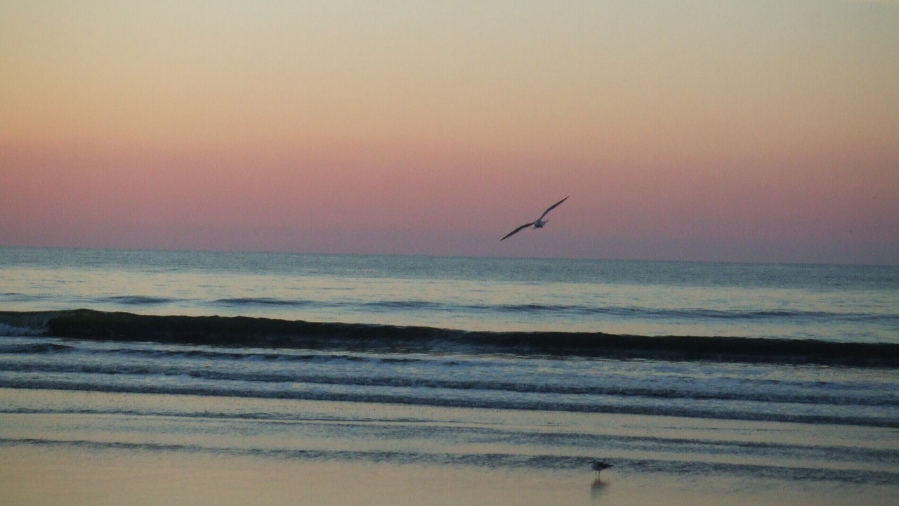 Photo of Others in Sea Trail
