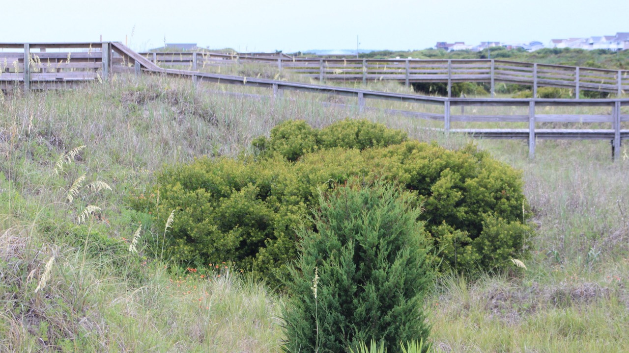 Photo of Others in Sea Trail