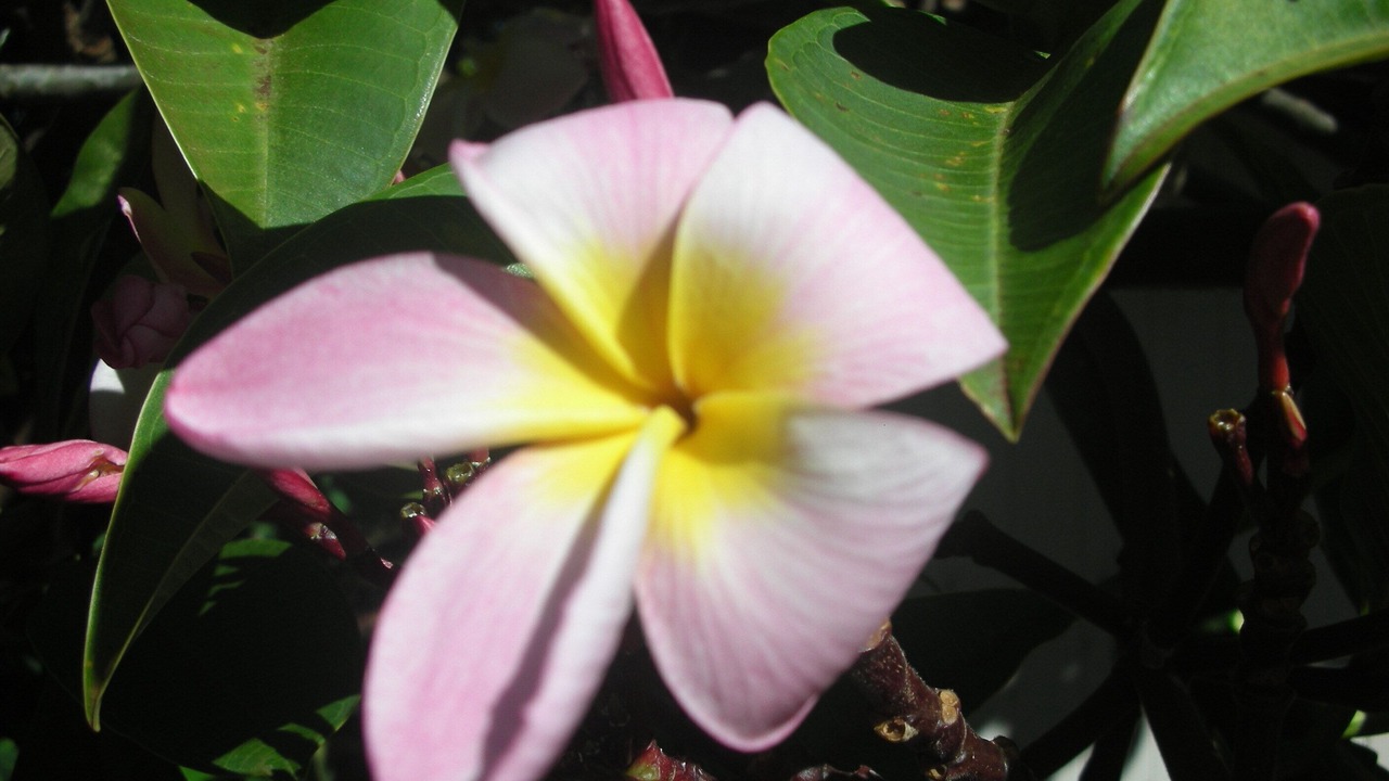 Photo of Others in Paia