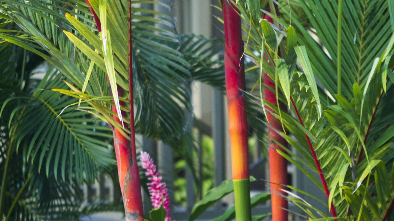 Photo of Outdoor in Hana