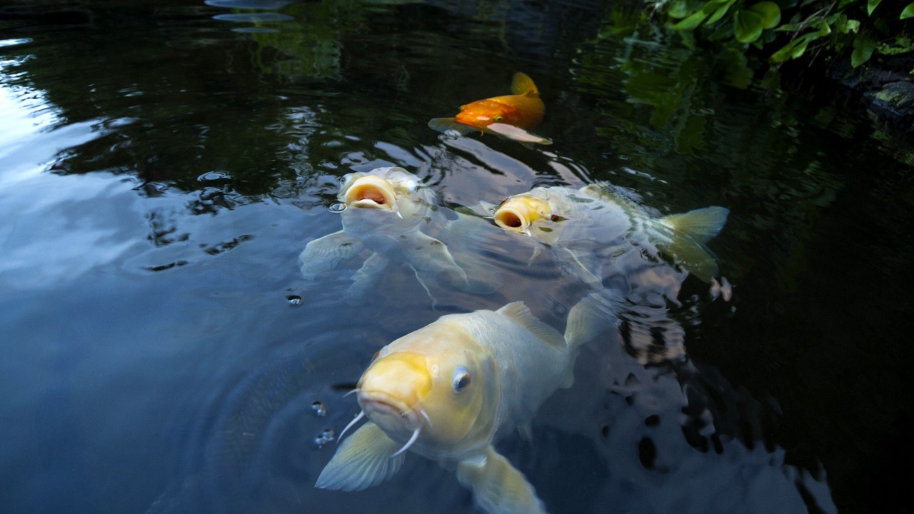 Photo of Others in Hana