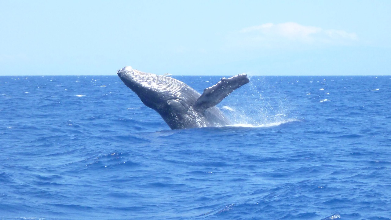 Photo of Others in Wailea