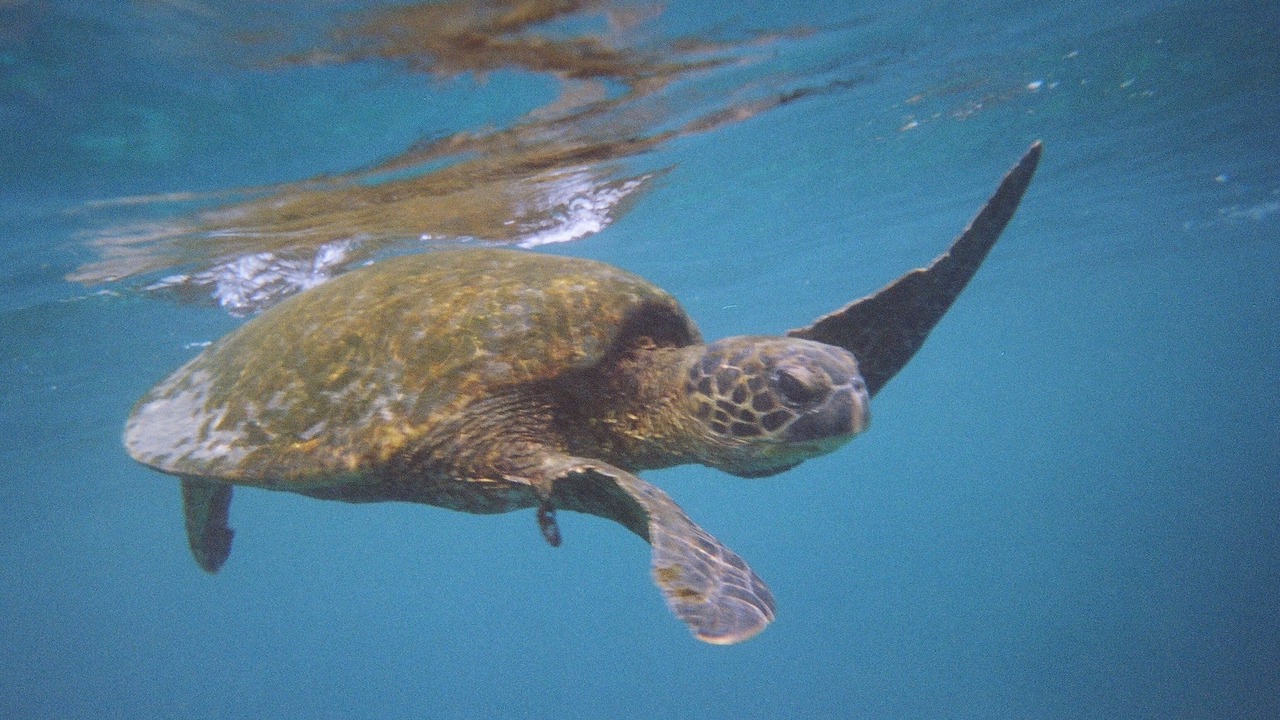 Photo of Others in Honaunau-Napoopoo