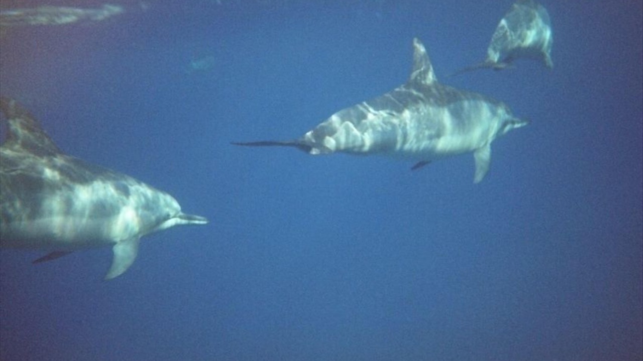 Photo of Others in Honaunau-Napoopoo