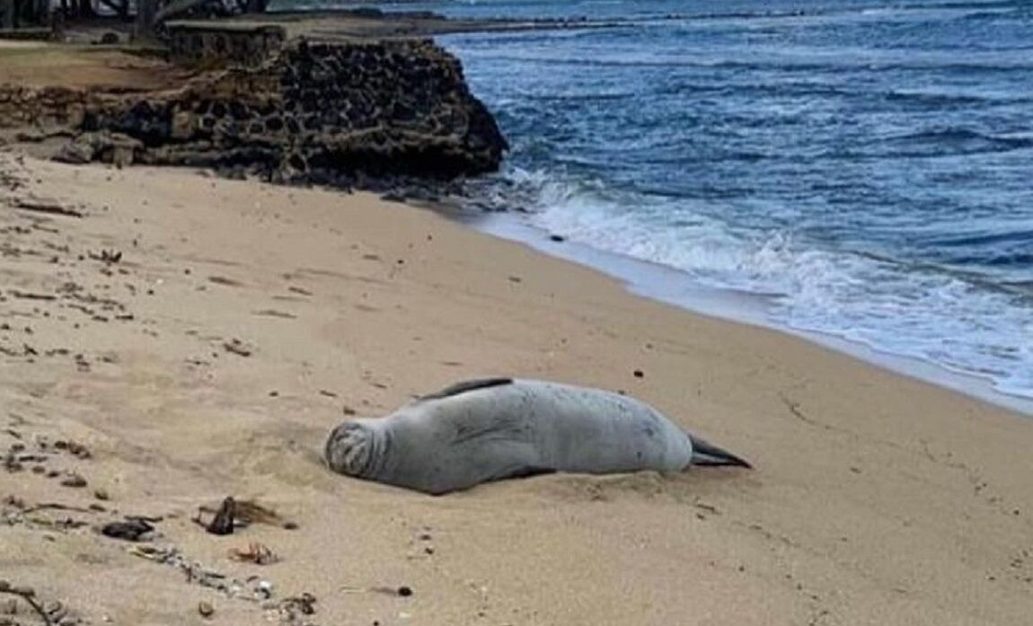 Photo of Others in Hauula