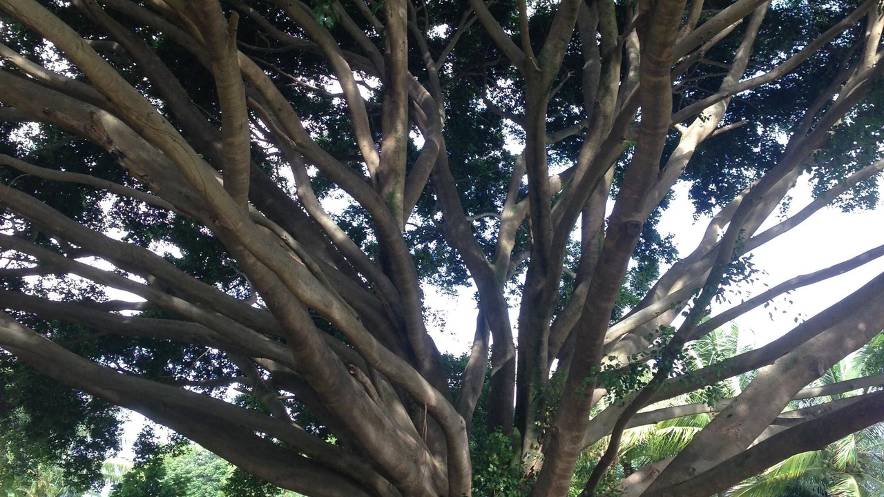Photo of Others in Hana