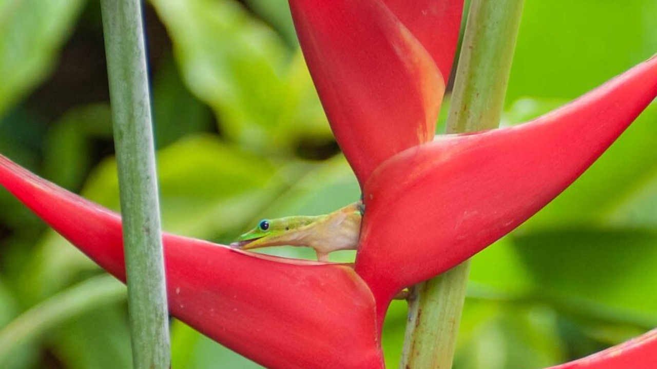 Photo of Others in Wailea