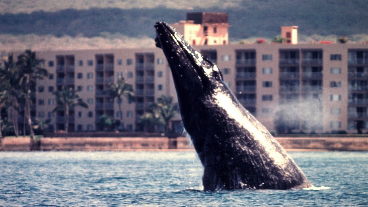 Photo of Others in Kihei