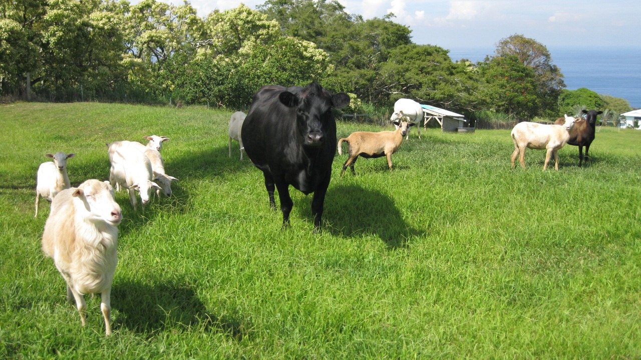 Photo of Others in Ninole