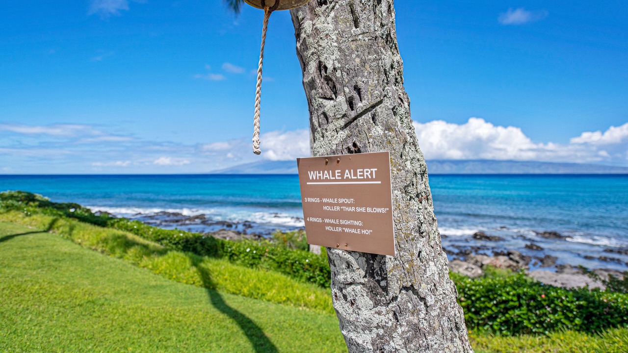 Photo of Others in Napili
