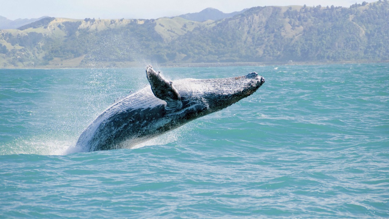 Photo of Others in Honaunau-Napoopoo
