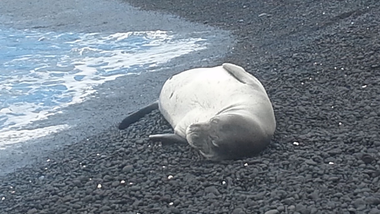 Photo of Others in Kona Paradise