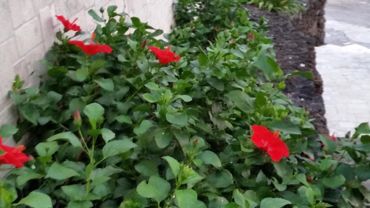 Photo of Outdoor in Kona Paradise
