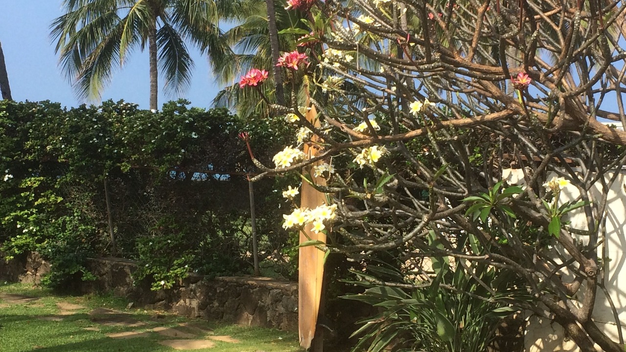 Photo of Outdoor in Makaha