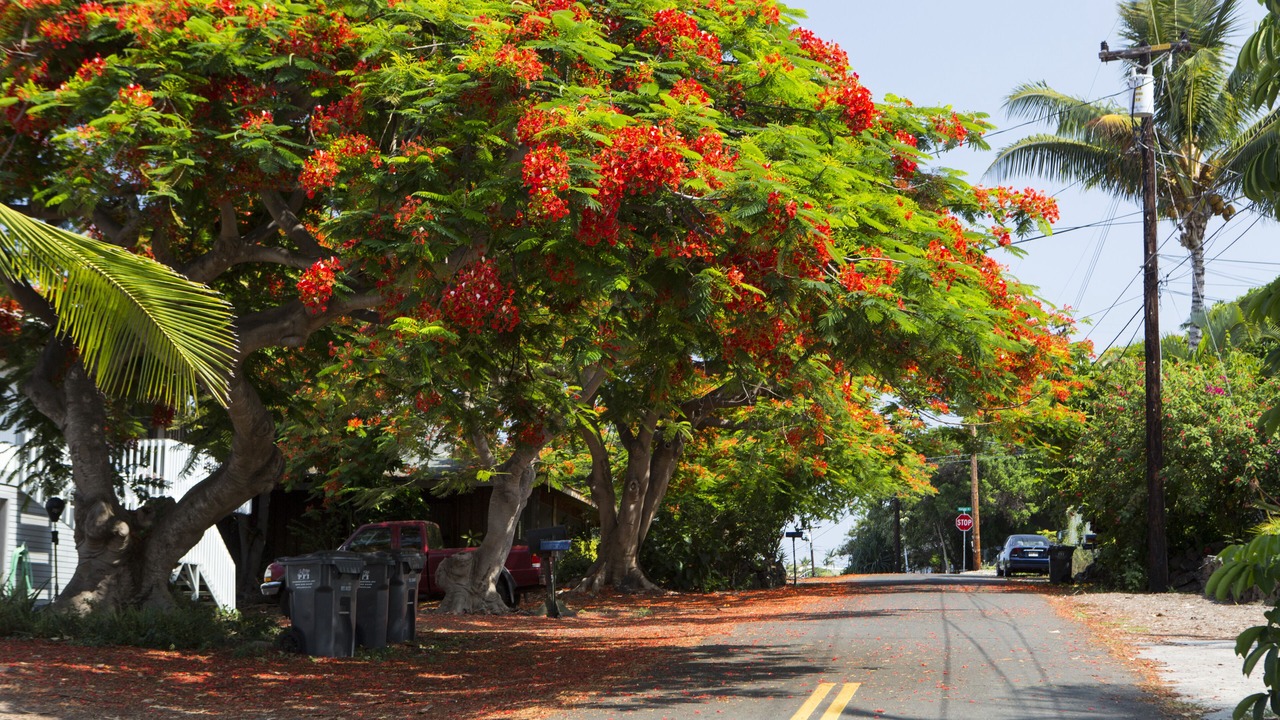 Photo of Others in Historic Kailua Village