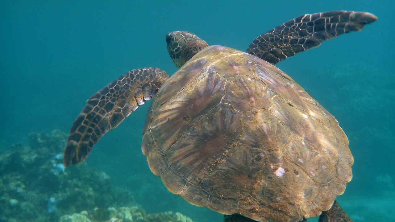 Photo of Others in Napili