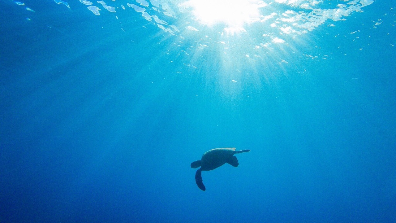 Photo of Others in Kailua
