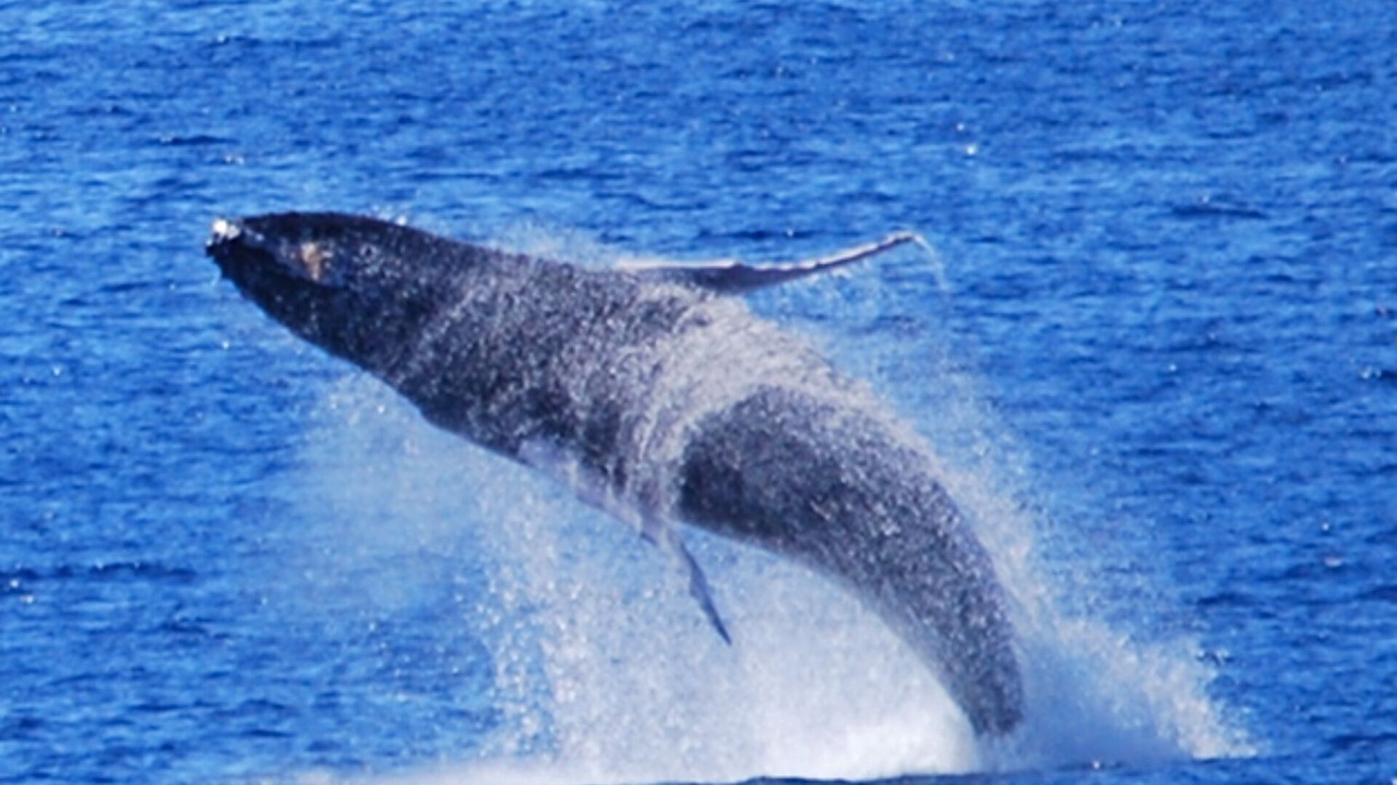 Photo of Others in Makaha