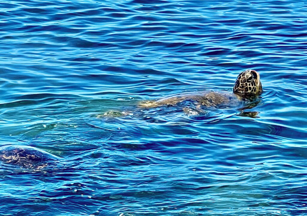 Photo of Others in Makaha