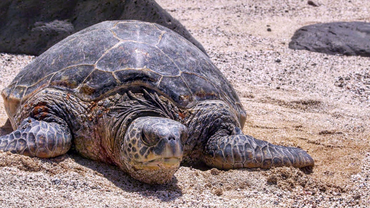 Photo of Others in Haleiwa