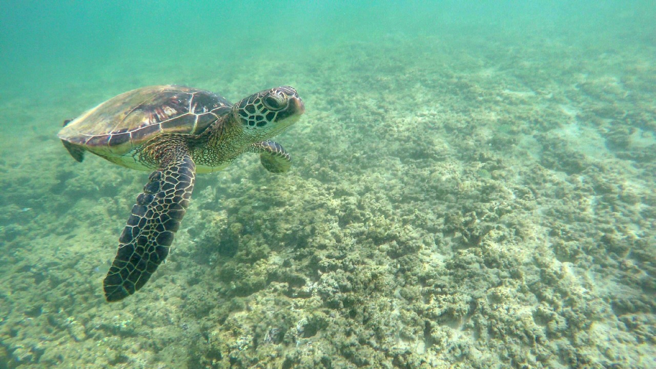 Photo of Others in Haleiwa