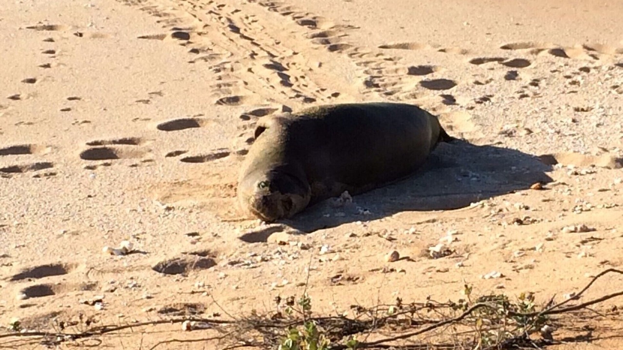 Photo of Others in Maunaloa