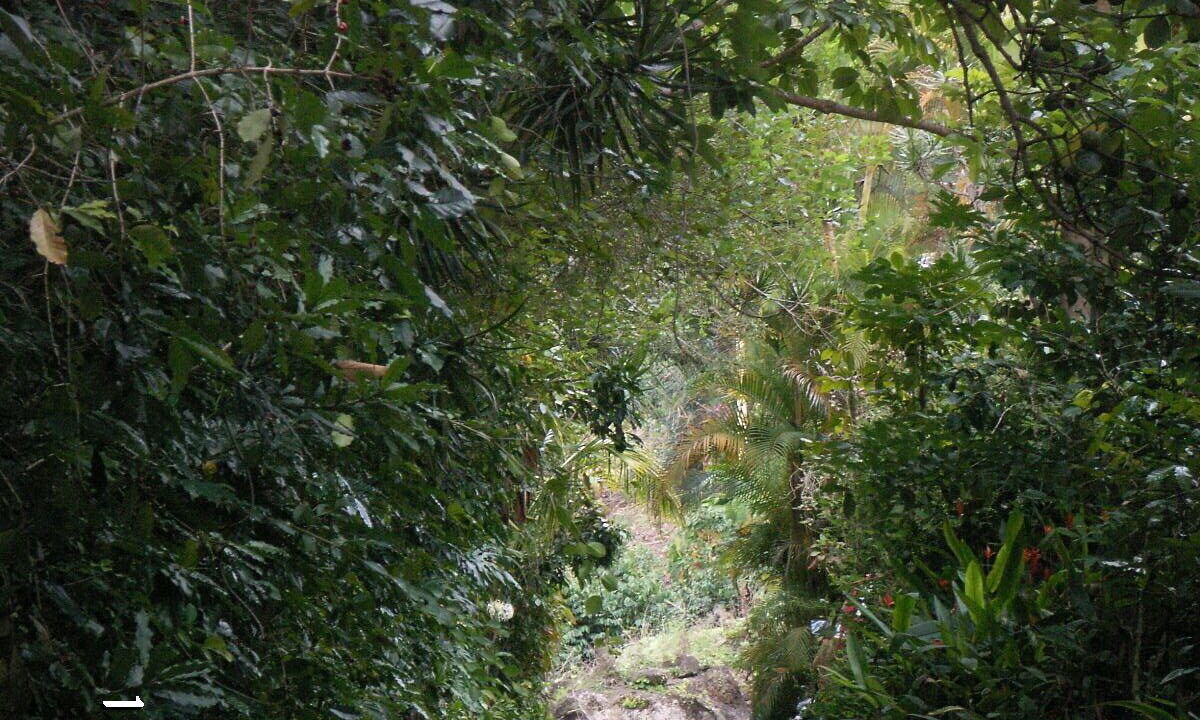 Photo of Others in Holualoa