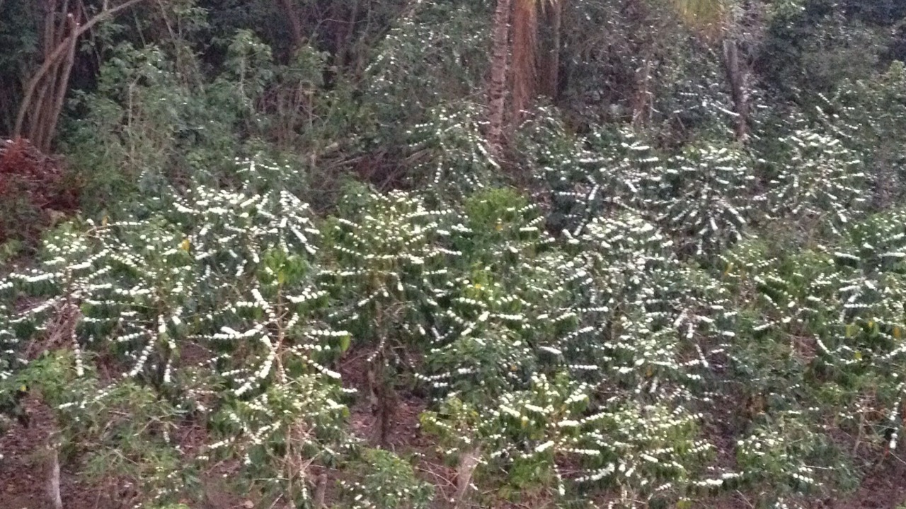 Photo of Others in Holualoa