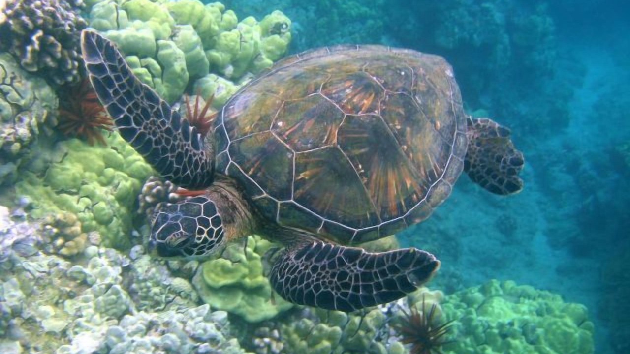 Photo of Others in Wailea