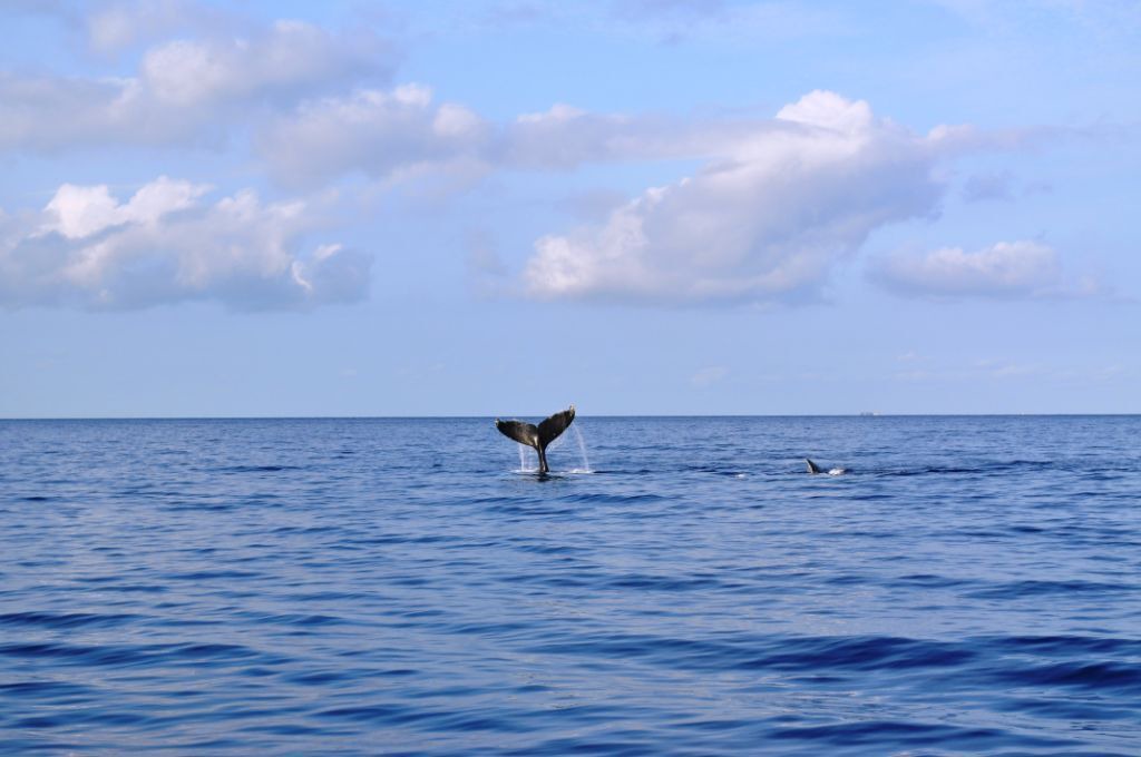 Photo of Others in Wailea
