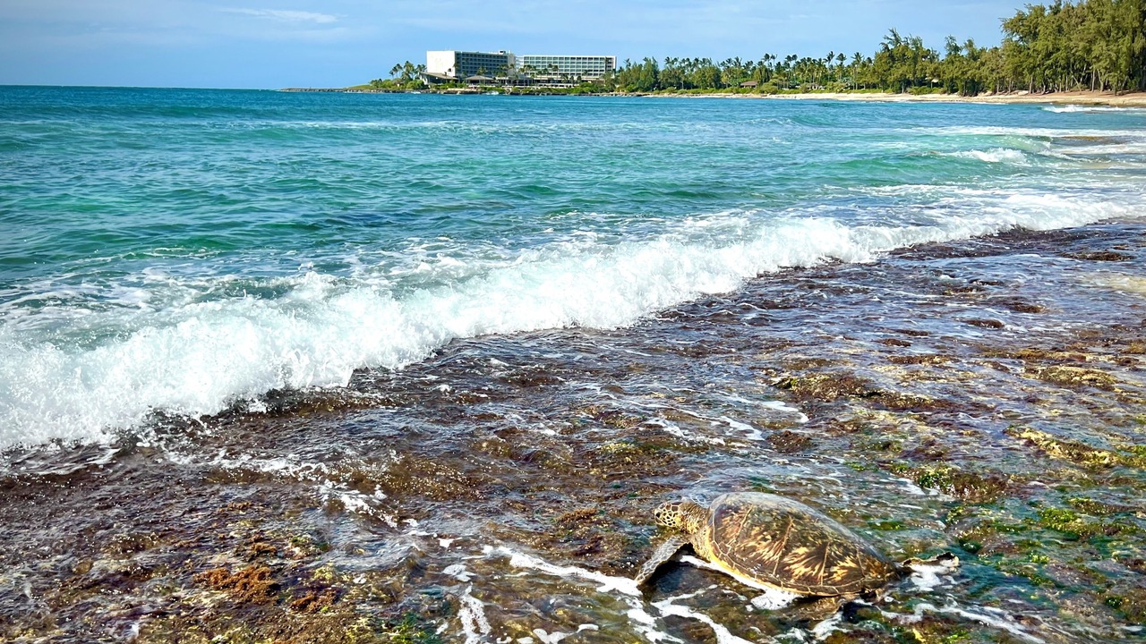 Photo of Others in Kahuku