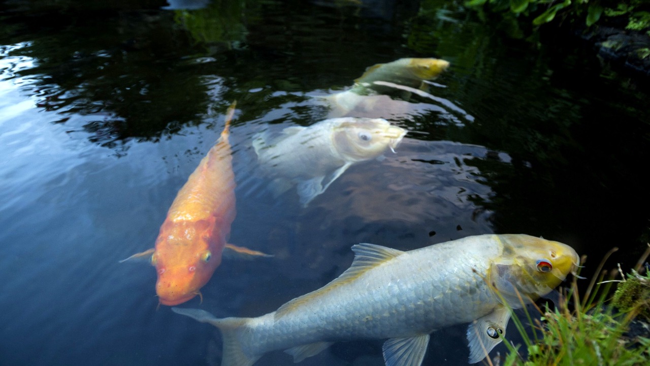 Photo of Outdoor in Hana