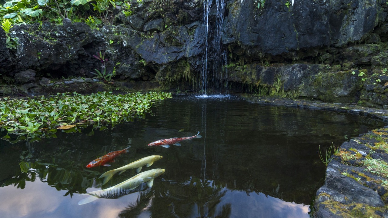 Photo of Outdoor in Hana