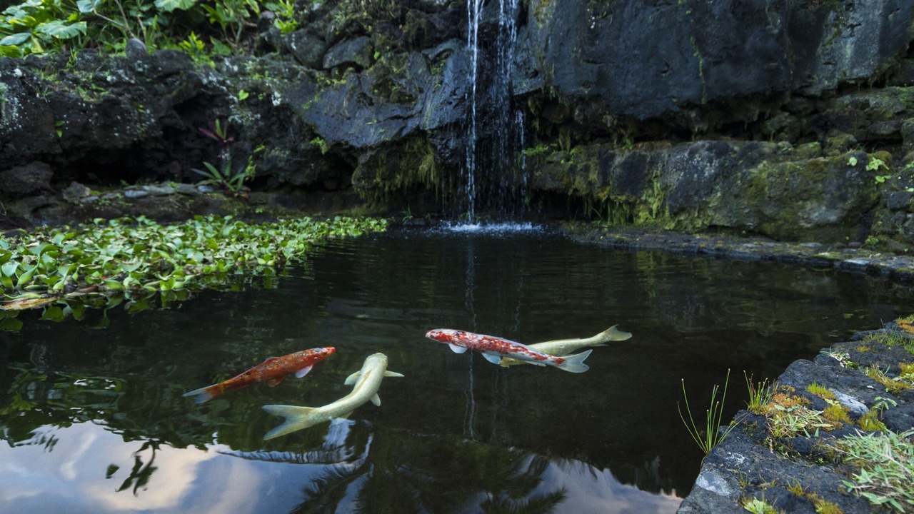 Photo of Outdoor in Hana