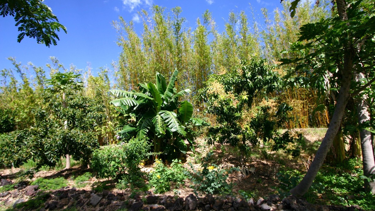 Photo of Outdoor in Kamuela