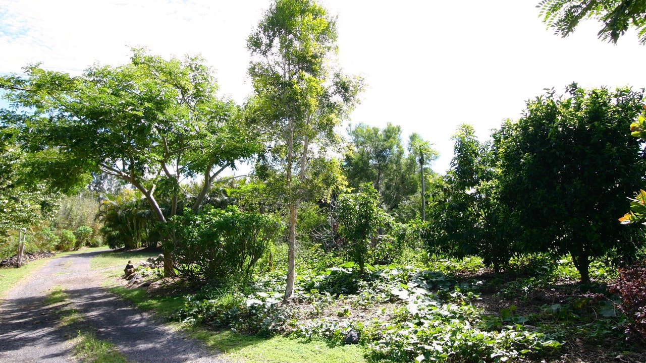 Photo of Outdoor in Kamuela