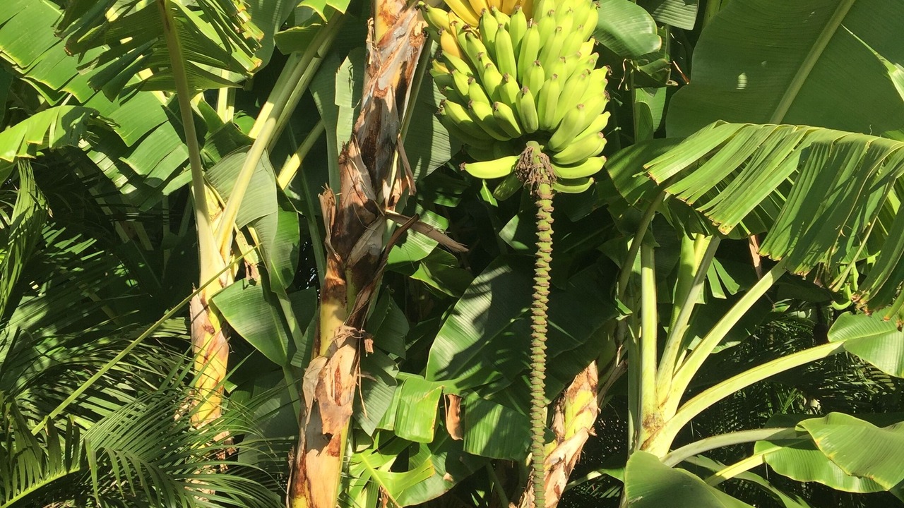 Photo of Others in Wailea