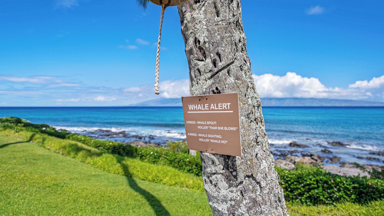 Photo of Others in Napili