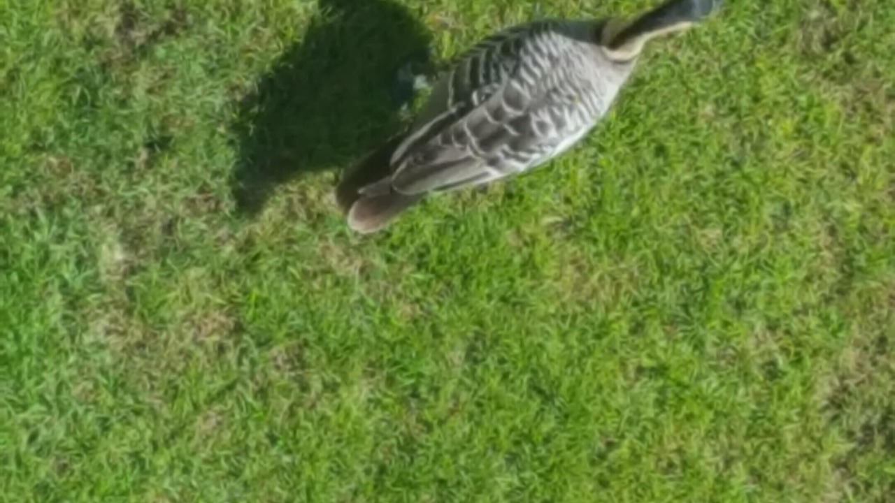 Photo of Others in Waikoloa