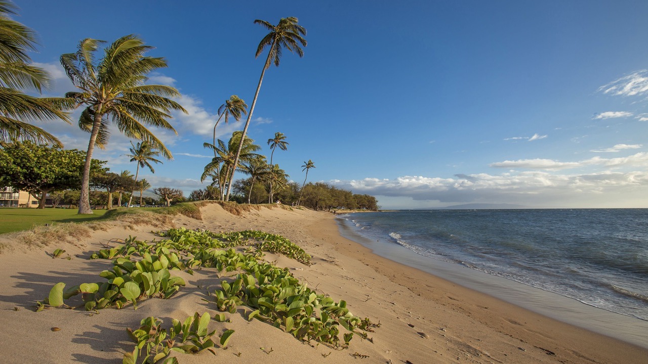 Photo of Others in Kihei