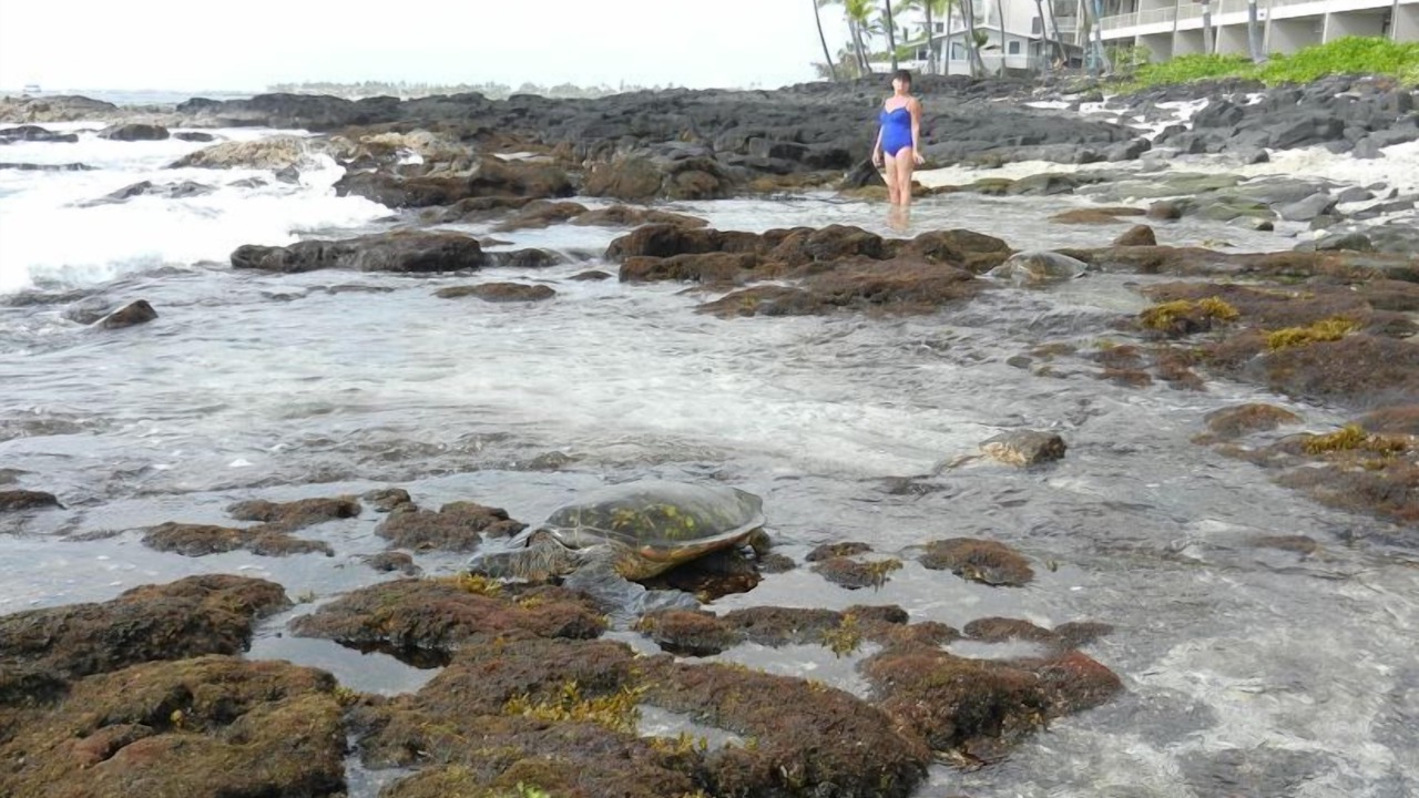 Photo of Others in Historic Kailua Village