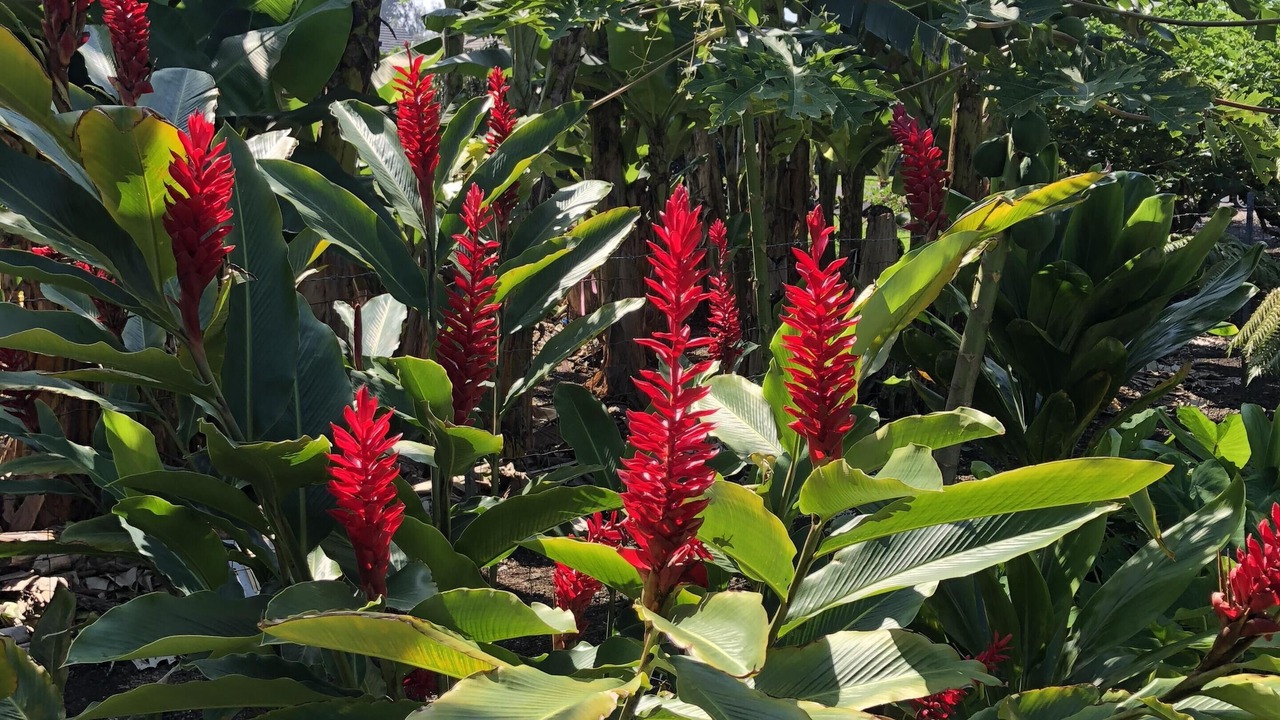Photo of Outdoor in Keaukaha